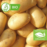 Картофель Органик Сорт Бернина