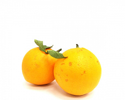 Апельсин Абхазский Партнерский