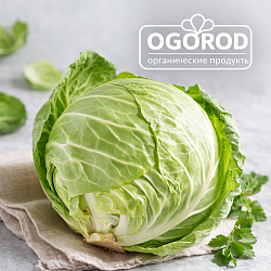 Капуста белокочанная от Эко-фермы Васильки