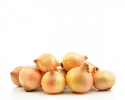 Лук репчатый
