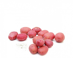 Картофель мелкий (сорт Фламинго) М2