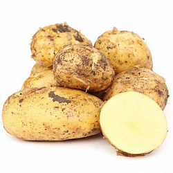 Картофель белый(новый урожай)
